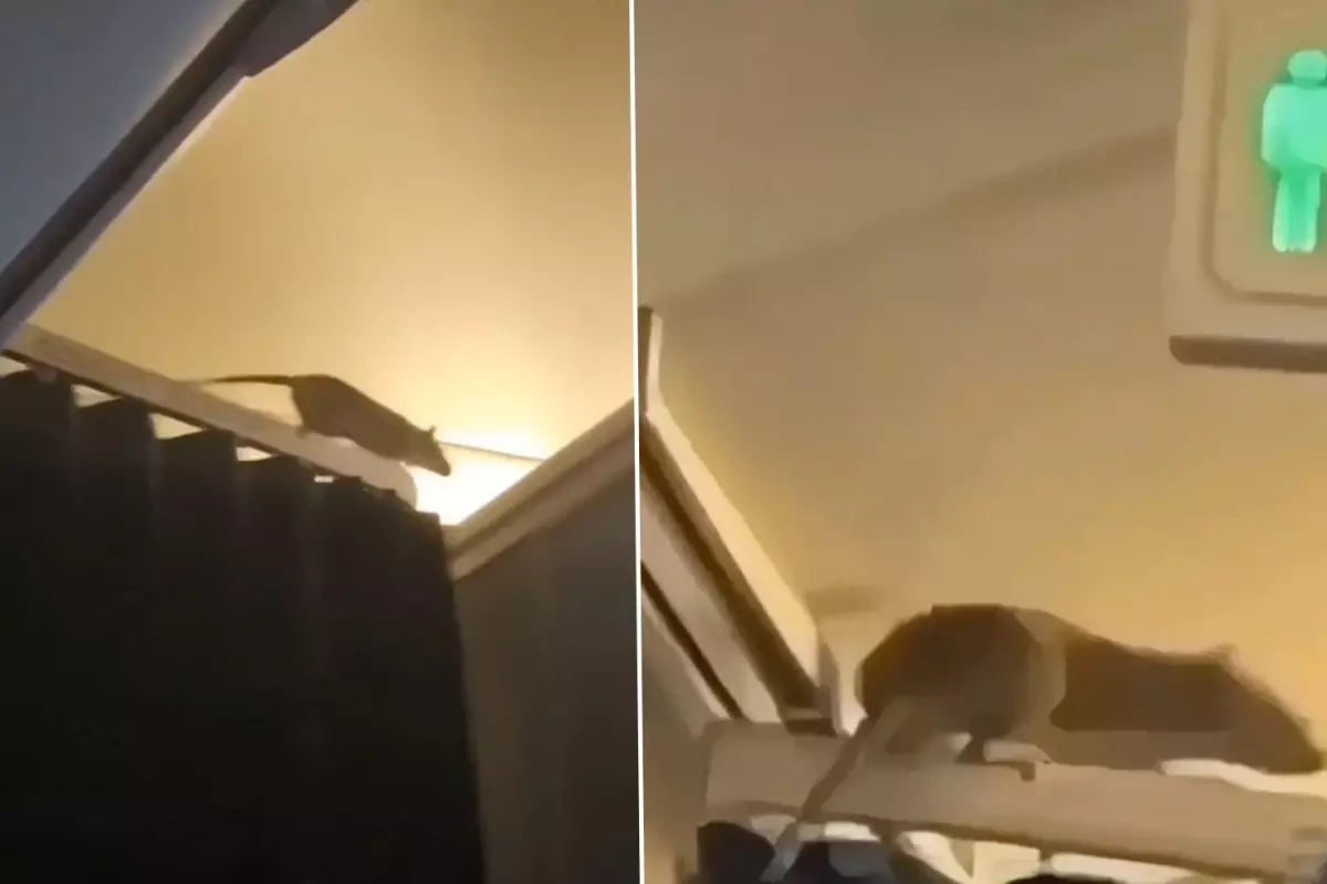 KLM uçağında fare alarmı: 250 yolcu Karayipler\'de mahsur kaldı