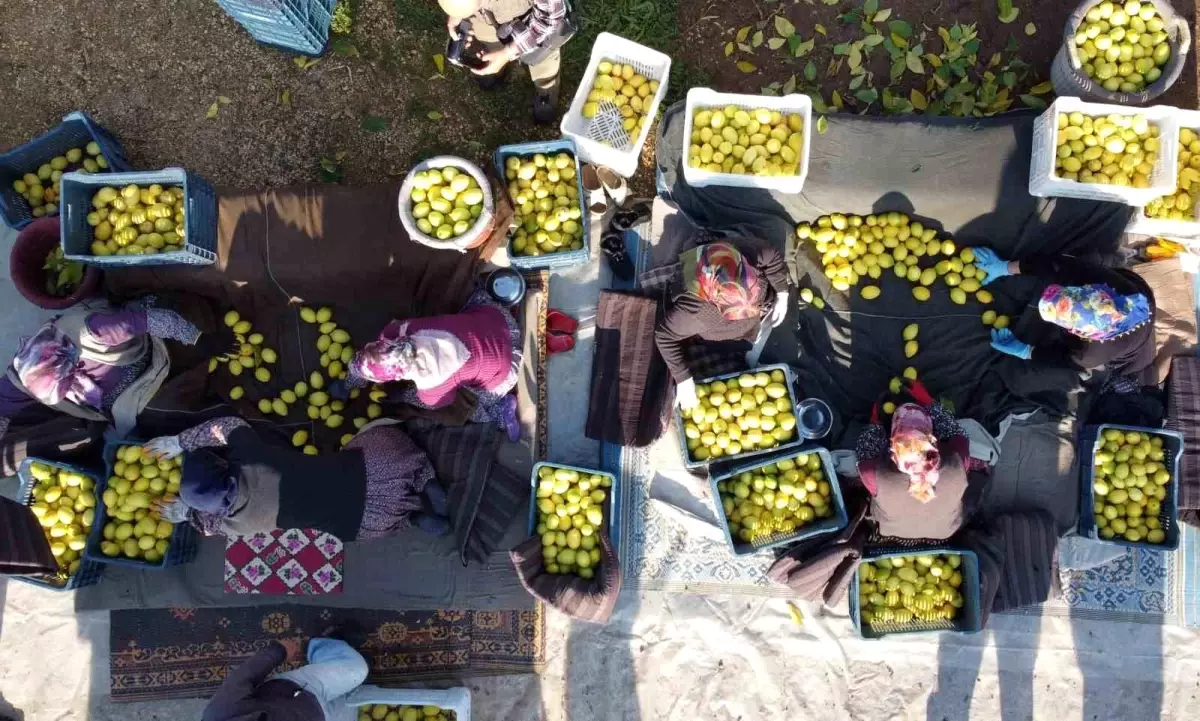 Tarım ÜFE\'de Yıllık Artış %31,45