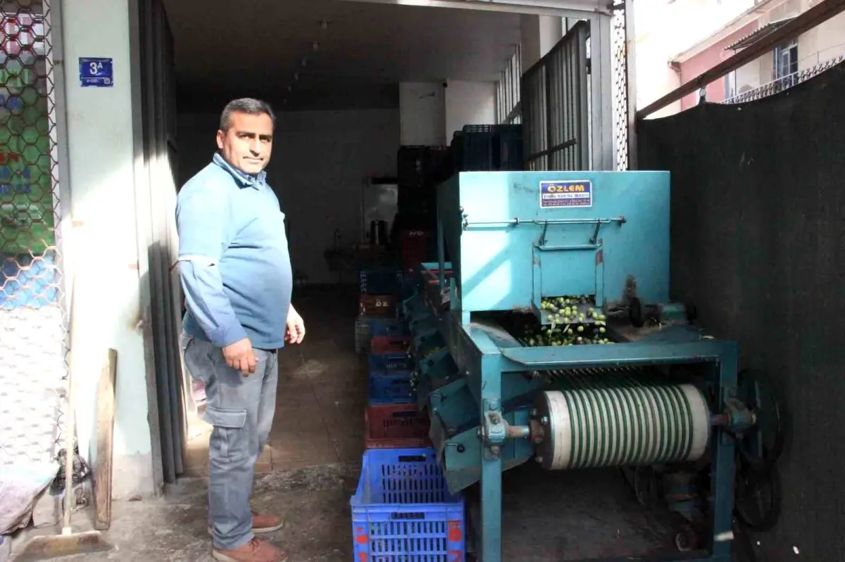 Aydın\'da Zeytin Hasadı Devam Ediyor