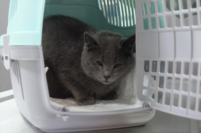 İştahsız kedisini veterinere götüren çift, hayatının şokunu yaşadı