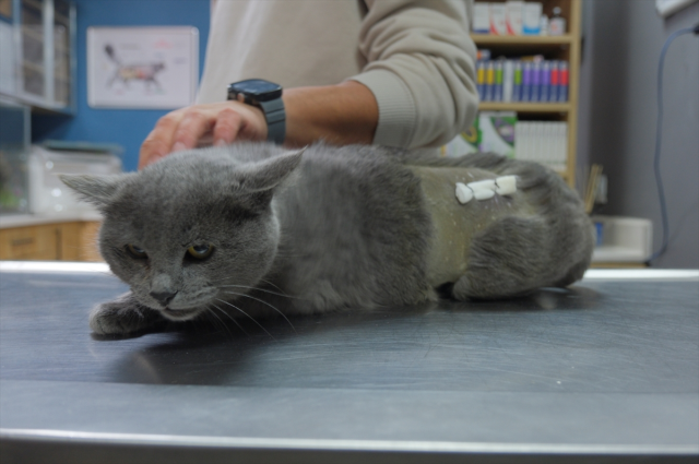 İştahsız kedisini veterinere götüren çift, hayatının şokunu yaşadı