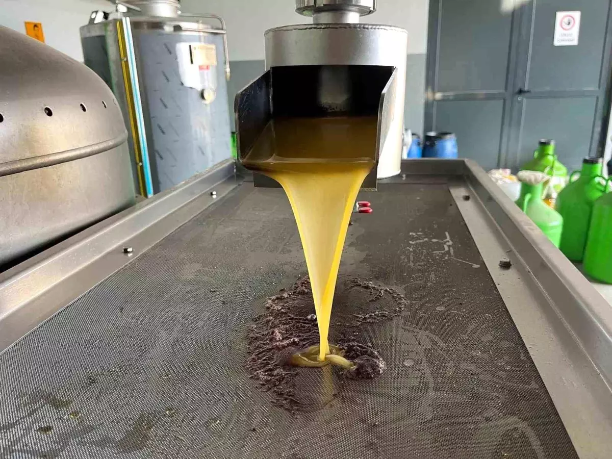 Denizli\'de Zeytin Hasadı Başladı