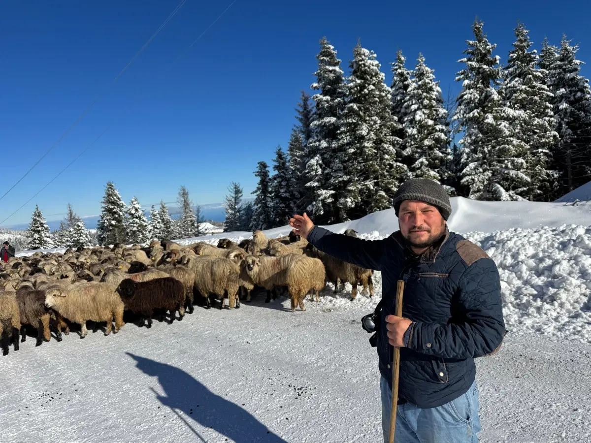 Ordu\'da Çobanlar Kışlaklara Dönüyor