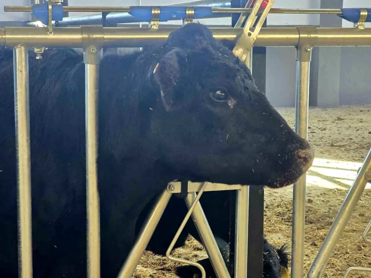 Kırsalda Bereket Projesi Hayvancılığa Destek Veriyor