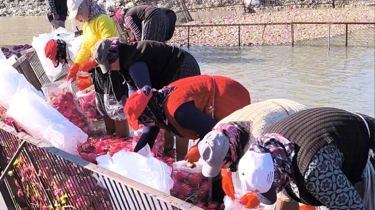 Kadirli\'de Kadınların Turp Hasadı Mesaisi