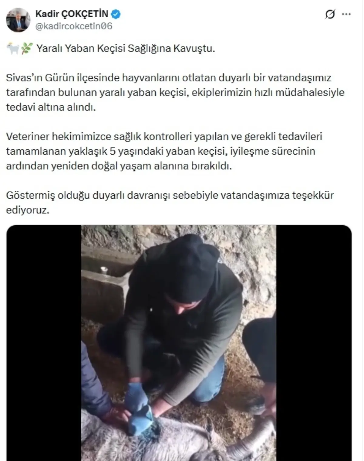 Yaralı Yaban Keçisi Tedavi Edildi