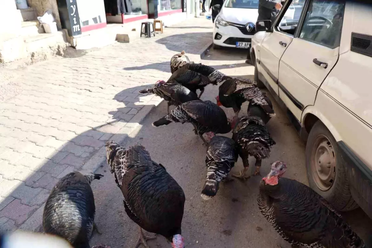 Kozan\'da Hindileri Cadde Cadde Gezdiriyorlar