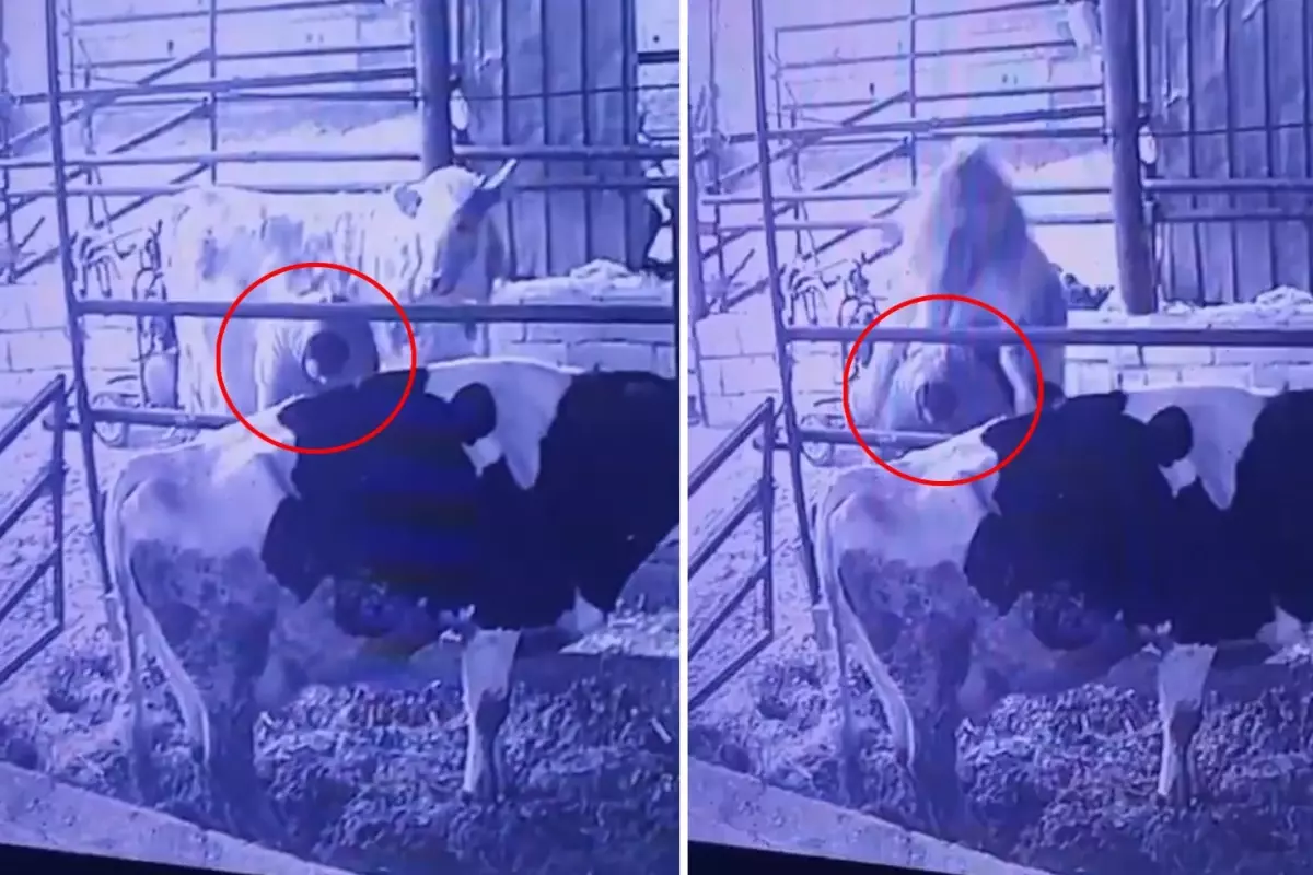 Ahırda bir garip olay! Videosu olmasa kimse inanmaz