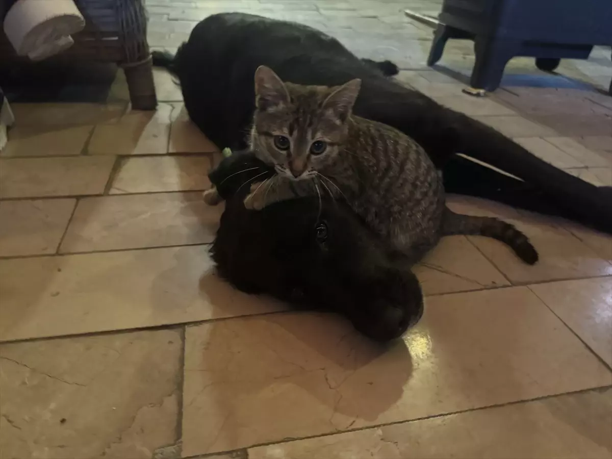 Amasya\'da Kedi ve Köpek Dostluğu