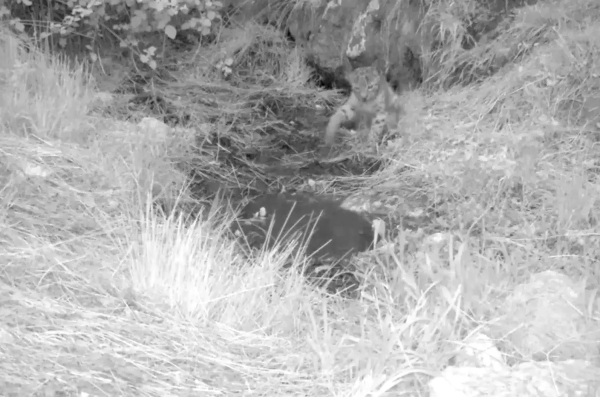 Antalya\'da Yavru Vaşaklar Fotokapanda