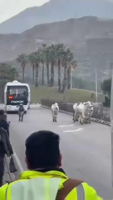 Kaza yaptıktan sonra alevlere teslim olan tırdaki 2 kişi öldü, taşınan anguslar otobana yayıldı