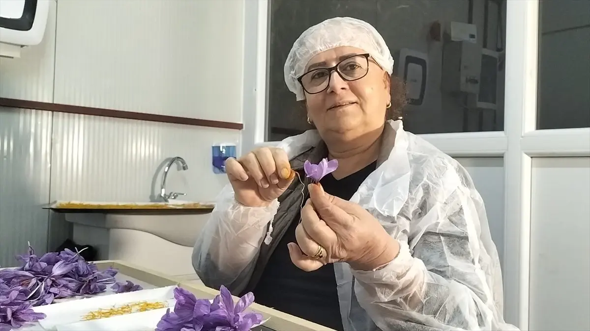 Kredi Desteğiyle Safran Üretimi Başladı