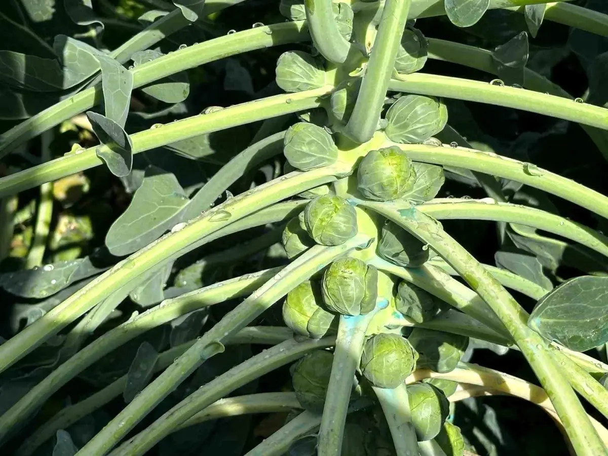 Bursa\'da Brüksel Lahanası Üreticileri Zor Durumda