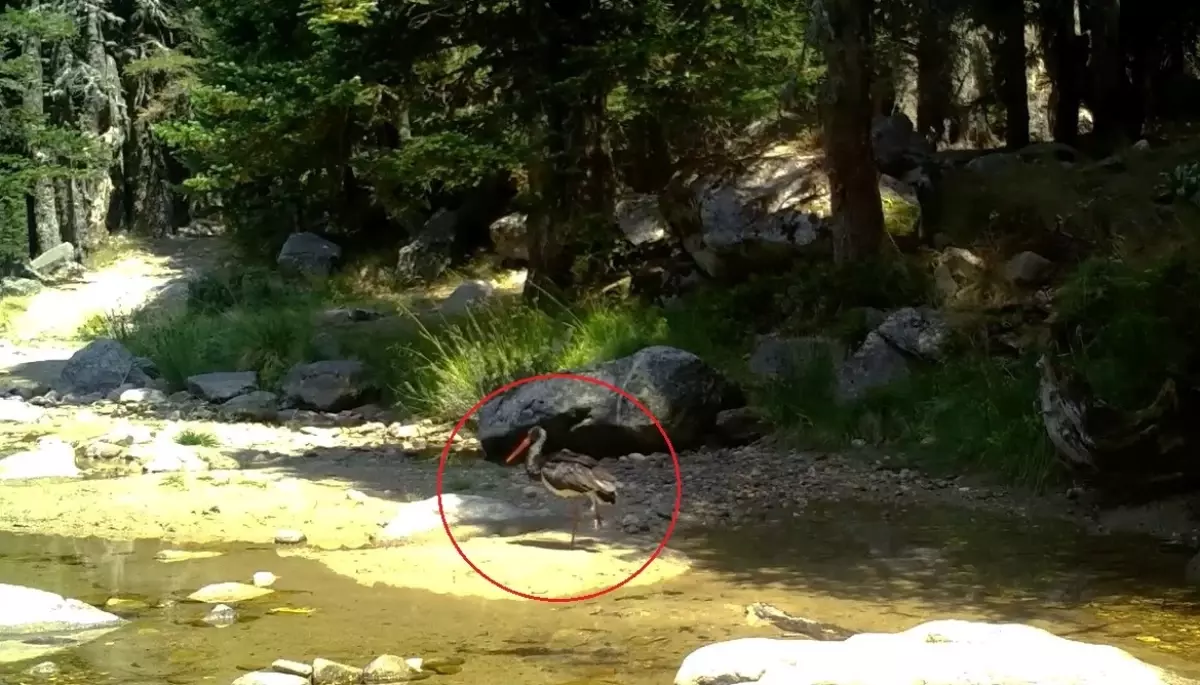 Nadir Kara Leylek Bursa\'da Görüntülendi