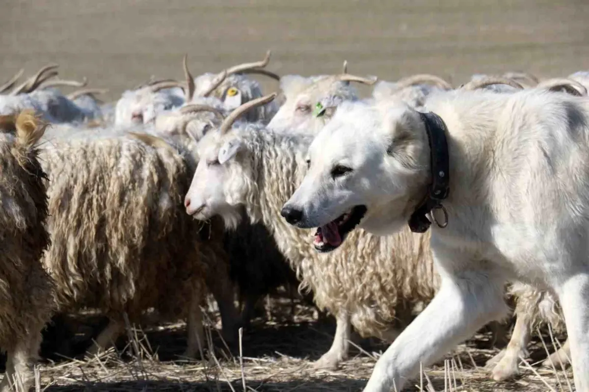 Dededen Toruna Tiftik Keçisi Yetiştiriciliği
