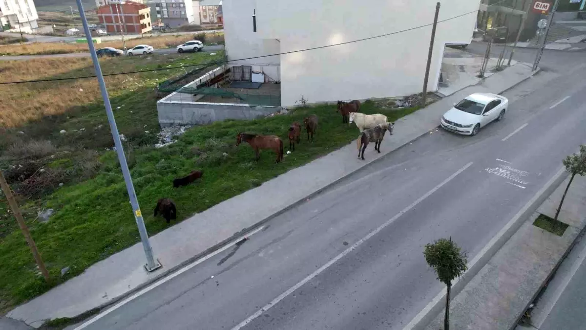 Yer: İstanbul! Başıboş atlar trafiği tehlikeye sokuyor