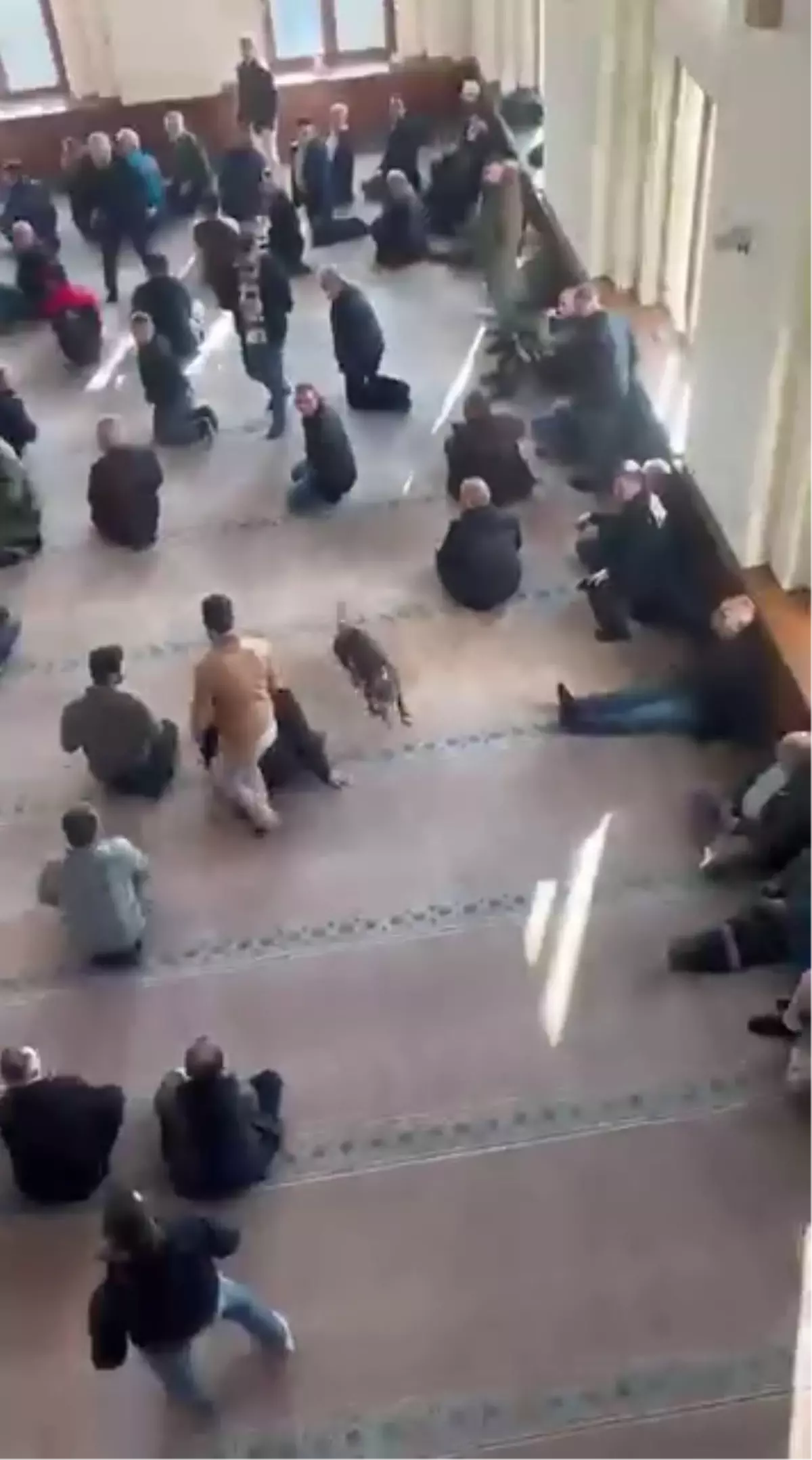 Pitbull bir anda içeriye girdi! Cami cemaati nereye uğradığını şaşırdı