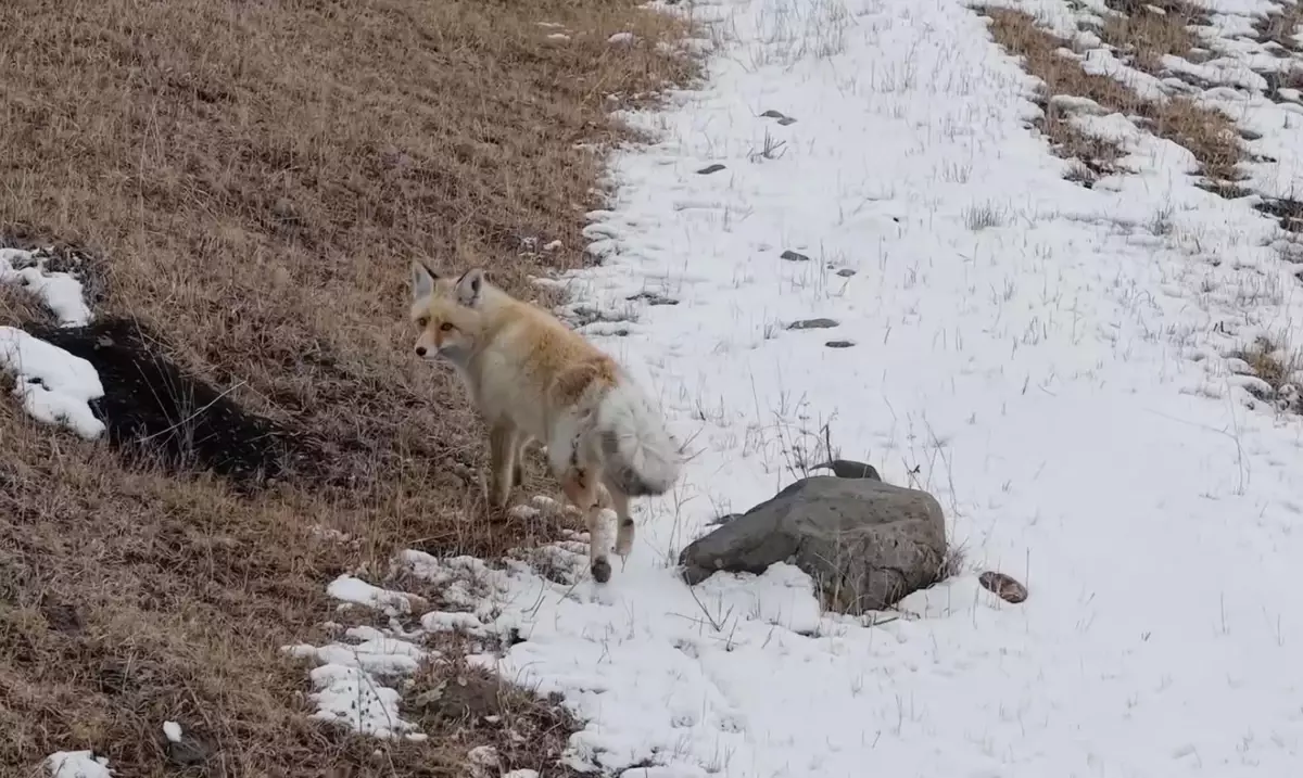 Kızıl Tilki Dronu İzledi