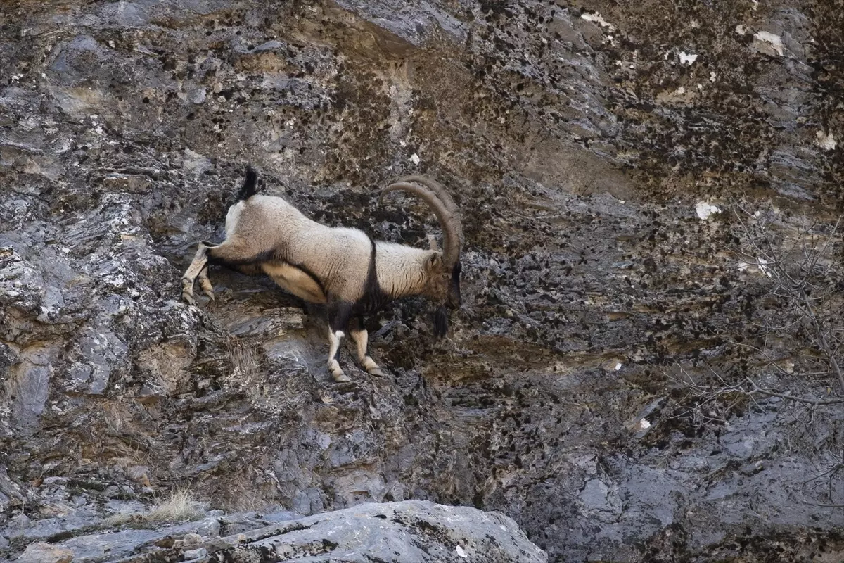 Tunceli\'de Yaban Keçileri Kar Yağışından Sonra İndi