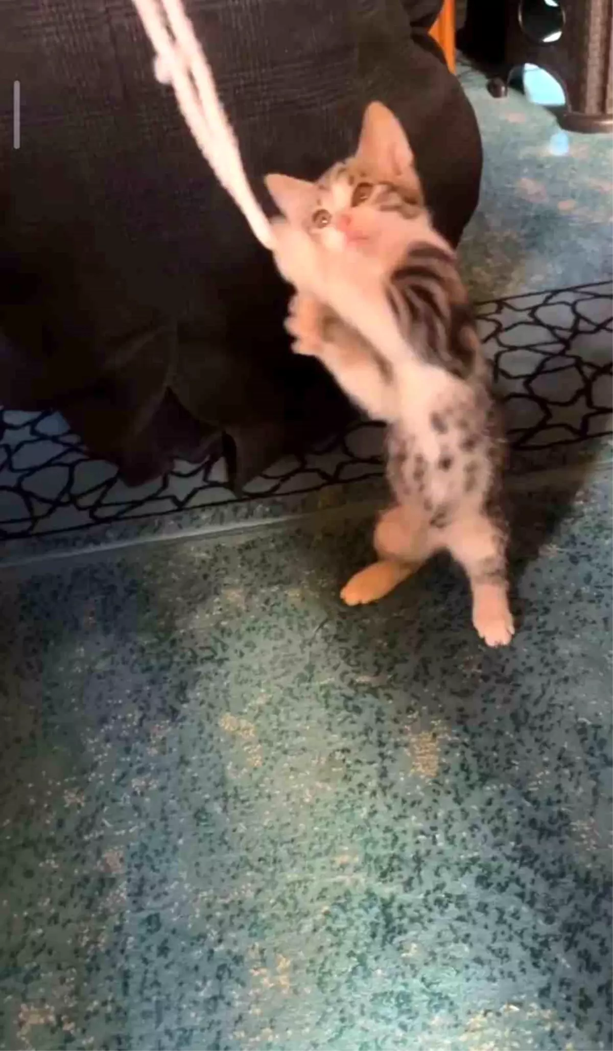 Cami\'de Yavru Kedi ile Neşeli Anlar