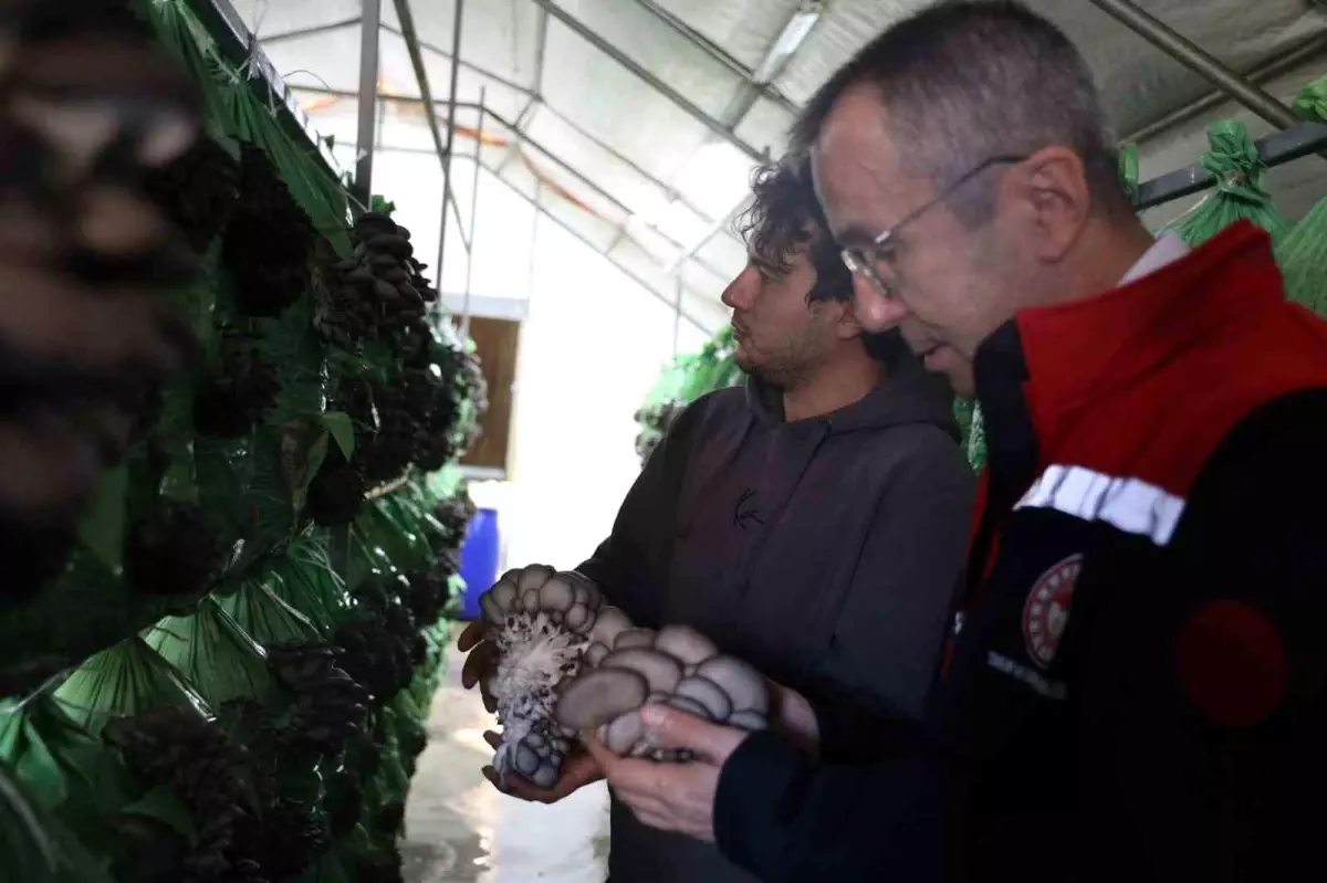 Bilecik\'te İstiridye Mantar Üretimi Başladı