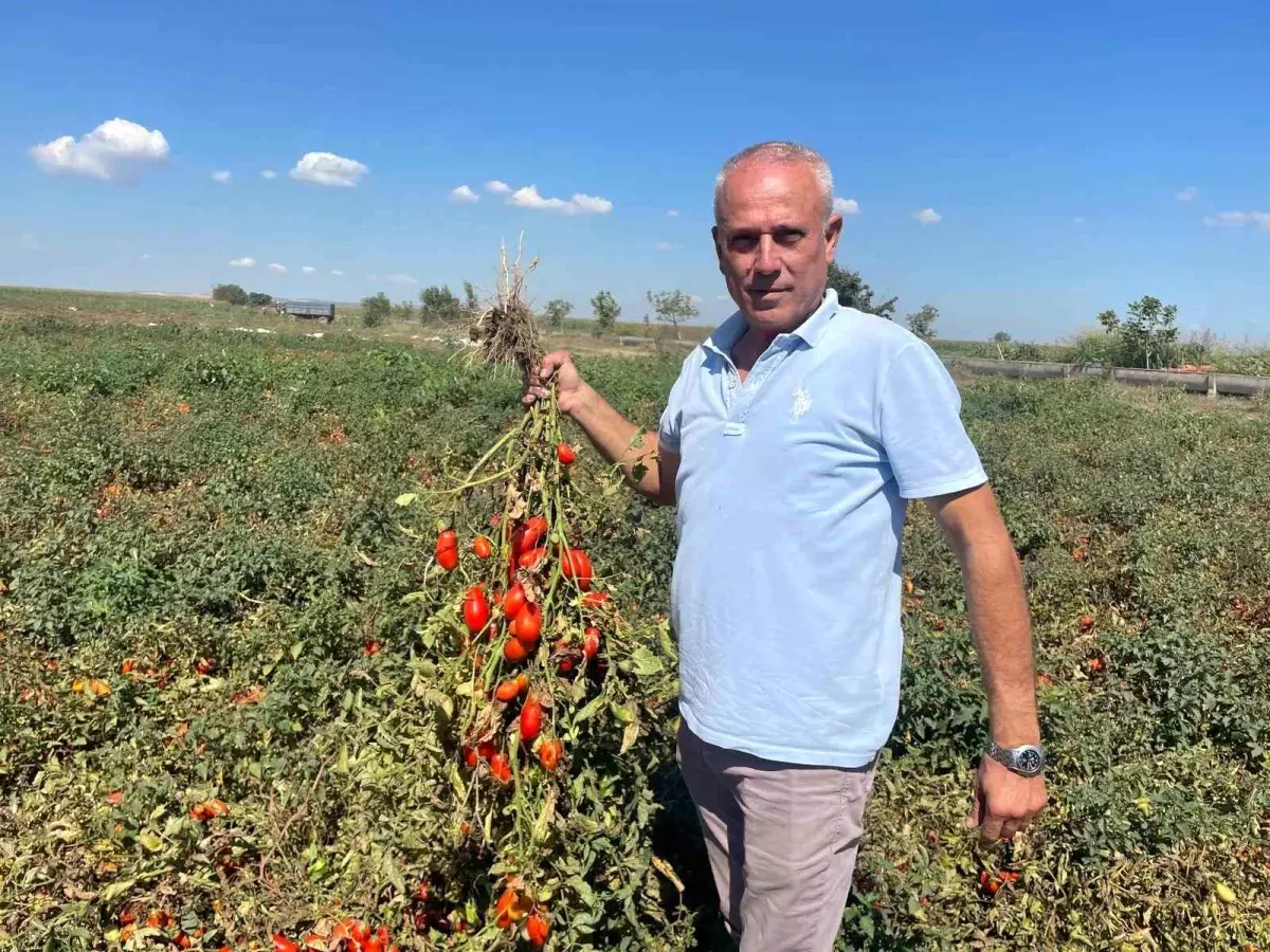 Seçim Adının Hikayesi