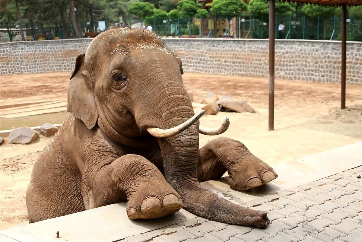 Fatma Şahin\'den CHP\'li Başarır\'a yalanlama