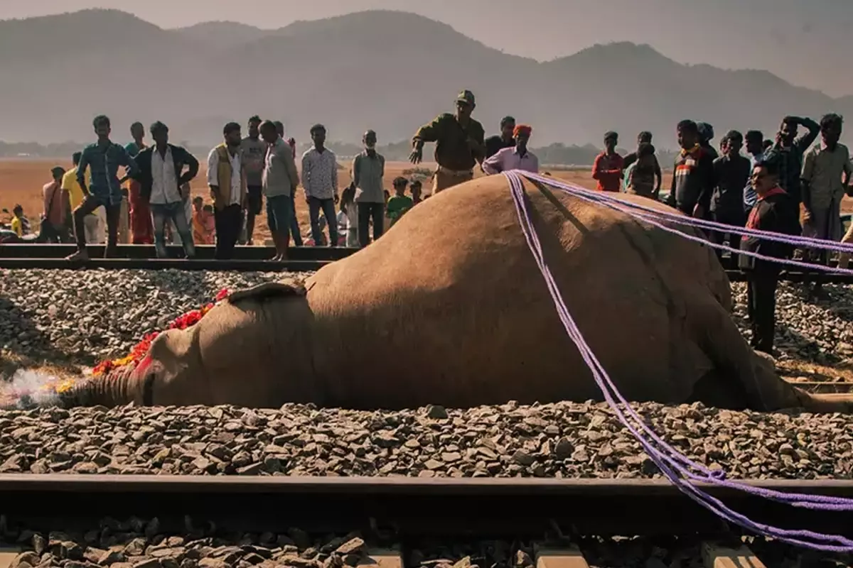Hindistan'da Tren Filleri Ezdi: 7 Ölü