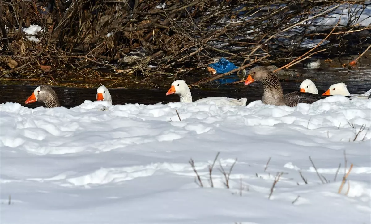 Kazlar Kışın Keyfini Çıkarıyor
