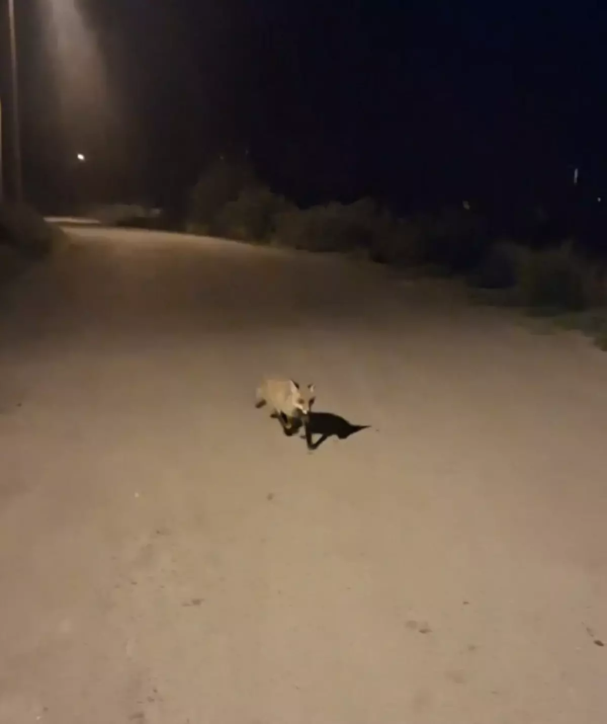 Kediler ve Tilkiler Birlikte Besleniyor