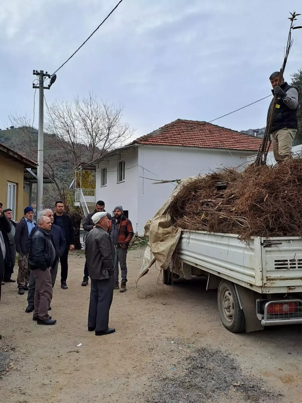 Köşk\'te Kestane Fidanı Dağıtımı