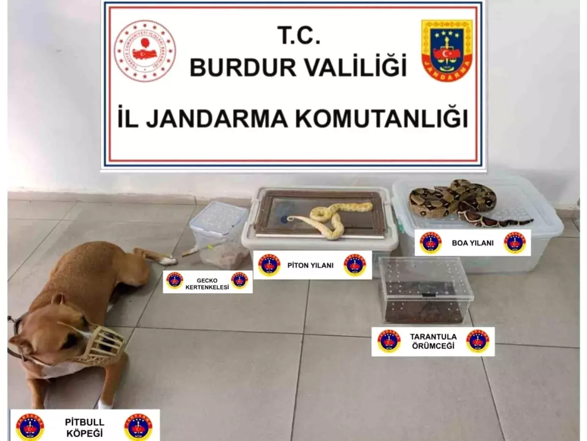 Burdur\'da Kaçak Hayvan Ele Geçirildi