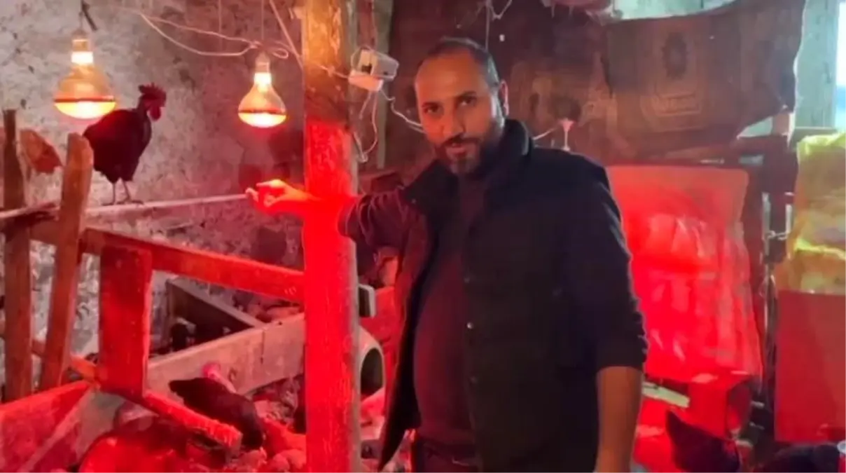 Müzikle Tavuk Üretimi Artıyor