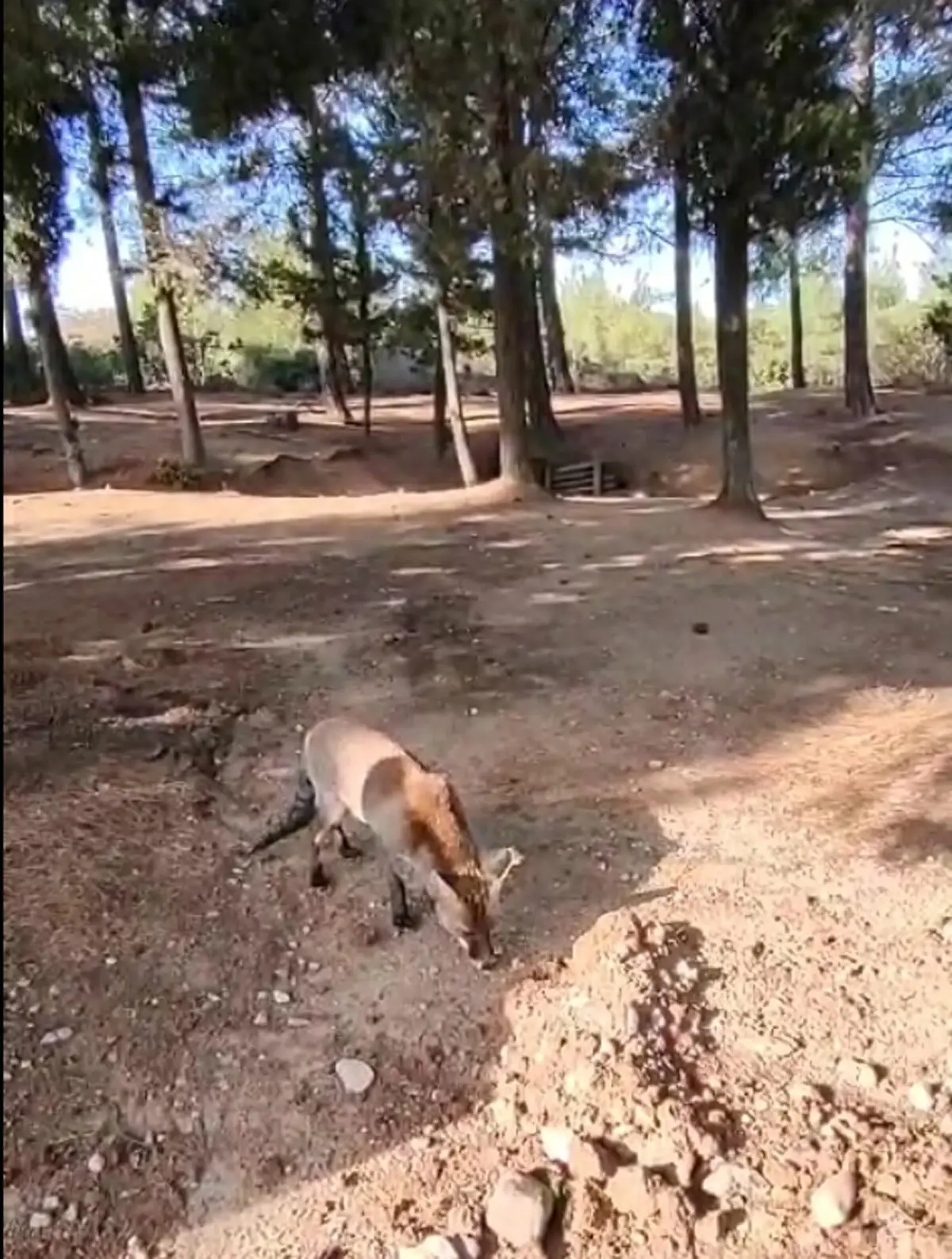 Gelibolu\'da Tilkiyi Besleyen Ziyaretçi