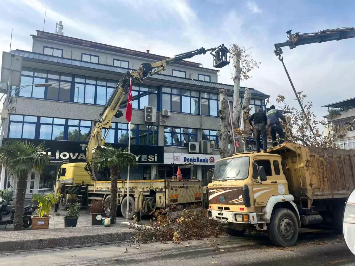 Yaşı 200\'e yaklaşan çınar ağacı budandı