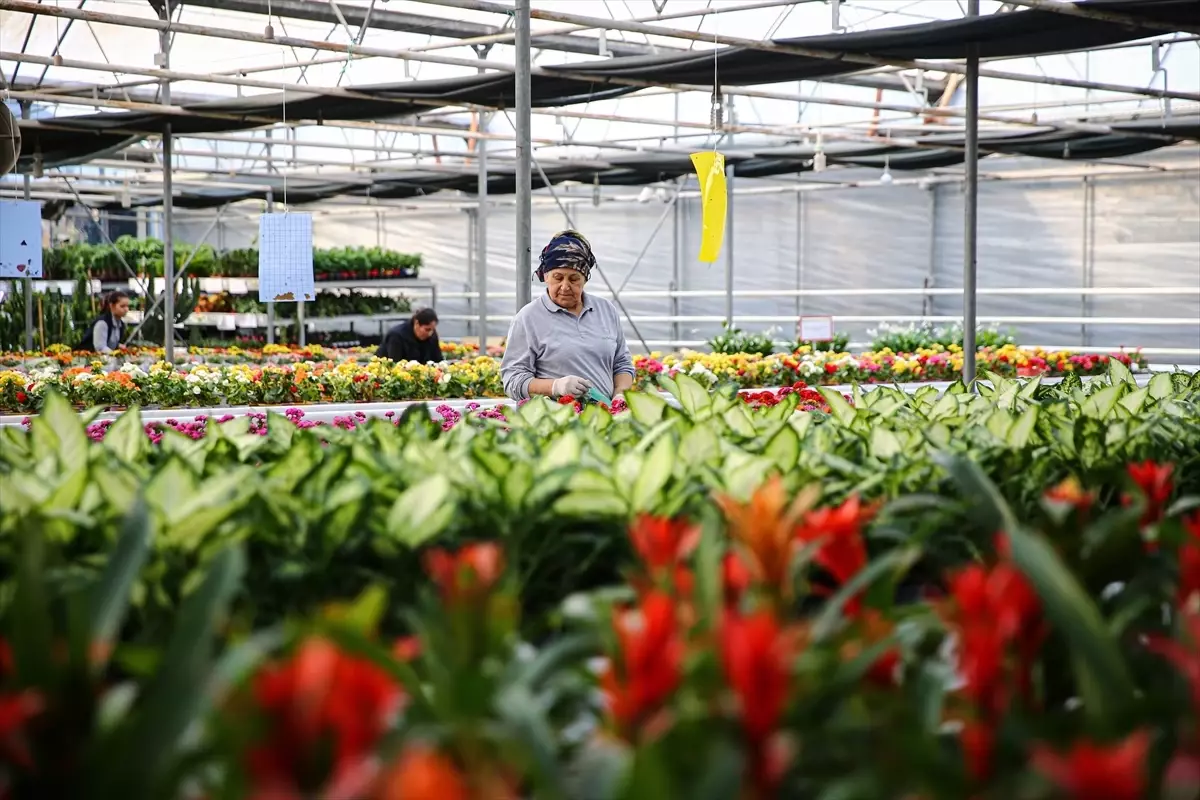 Yılbaşı Çiçekleri Çukurova\'da Hareketliliği Artırdı