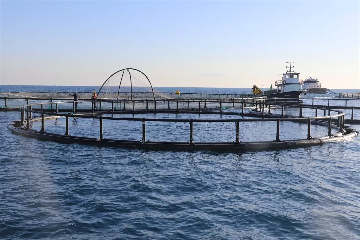 Adana\'da Kafes Balıkçılığı Başladı