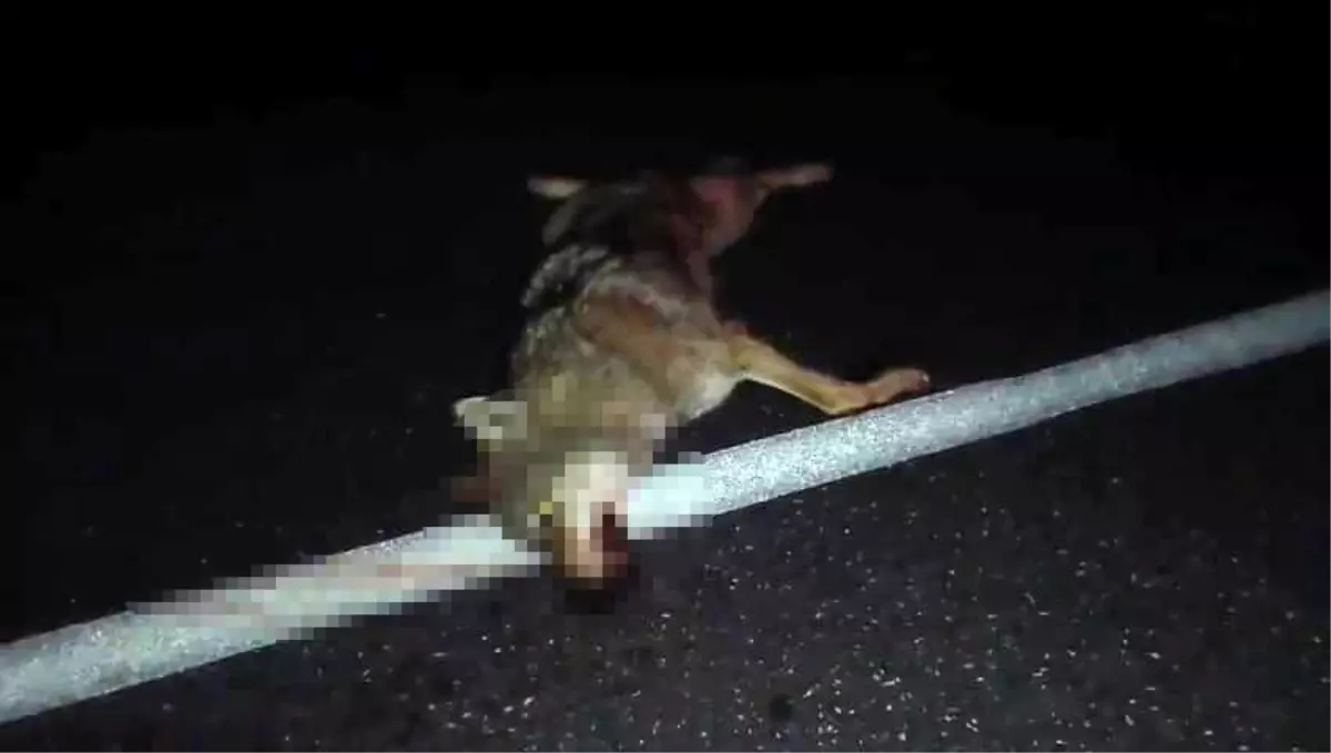 Adilcevaz\'da Araç Çarpmış Kurt Telef Oldu