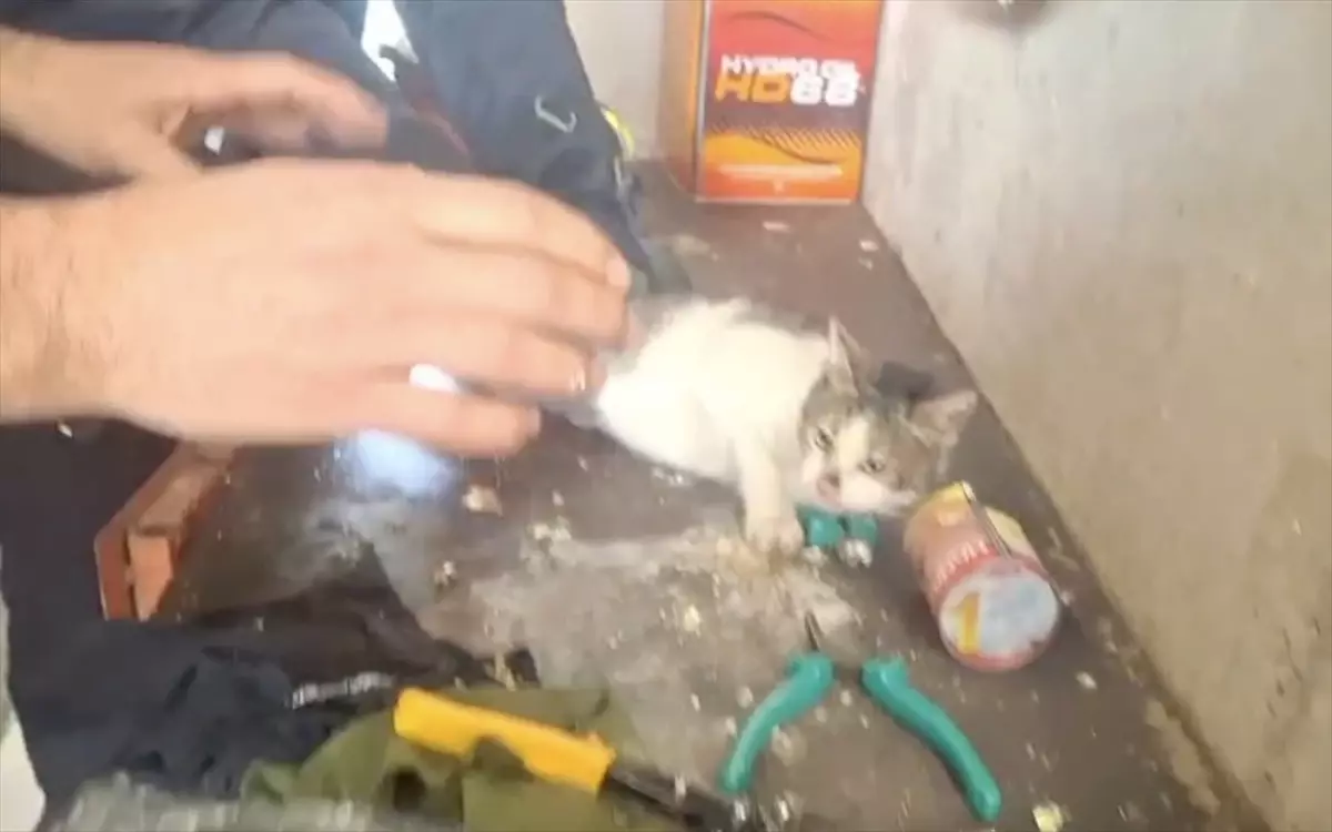 Konserve Kutusuna Sıkışan Kedi Kurtarıldı