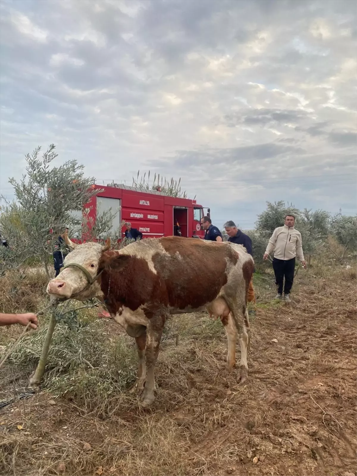 Sel Devrilen İnek Kurtarıldı
