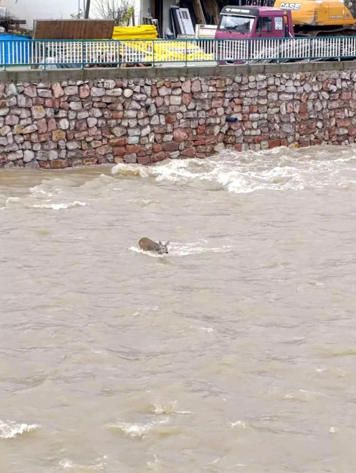 Kastamonu\'da Karaca Suya Düştü