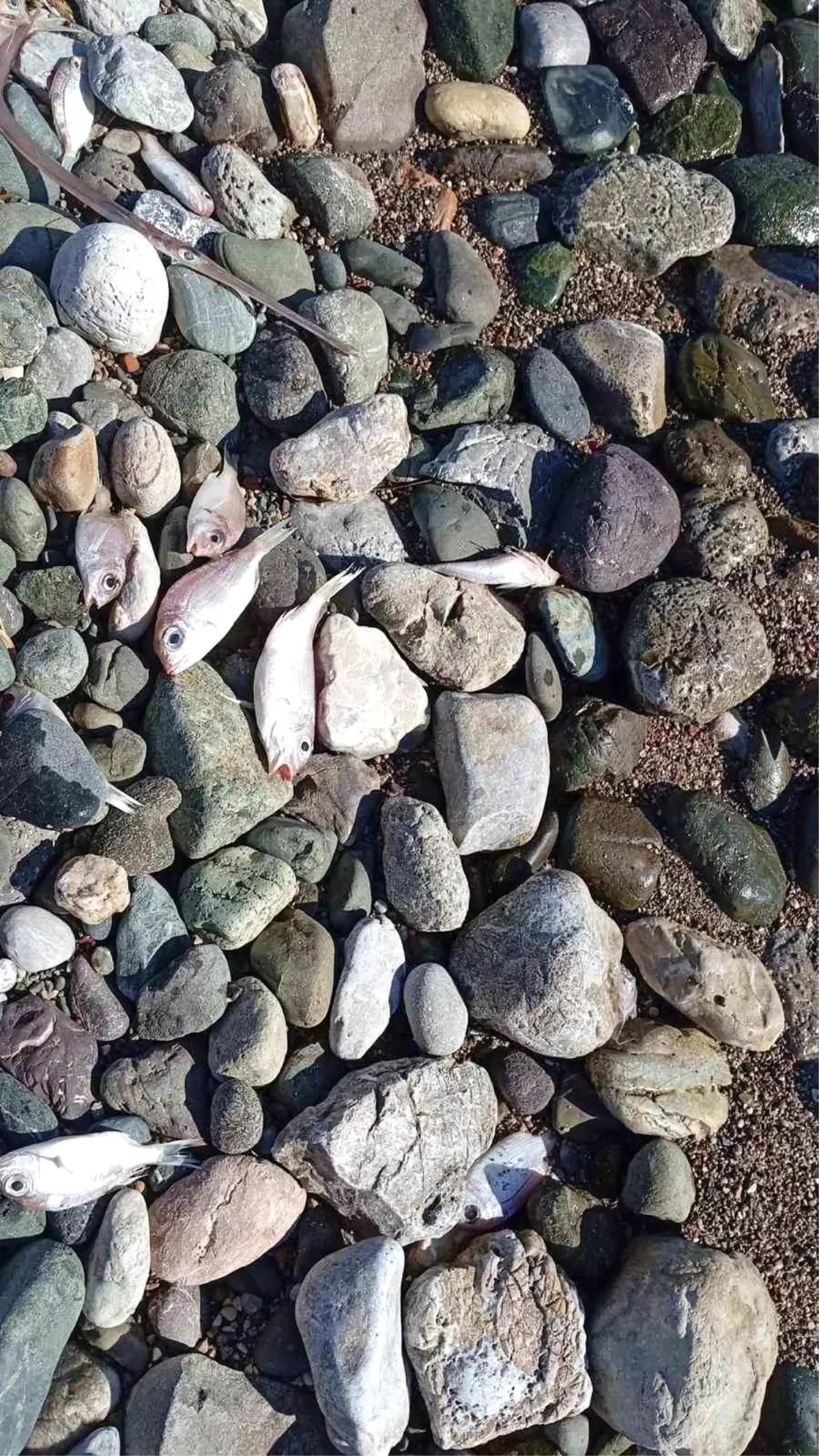 Datça\'da Sahile Ölü Balıklar Vurdu