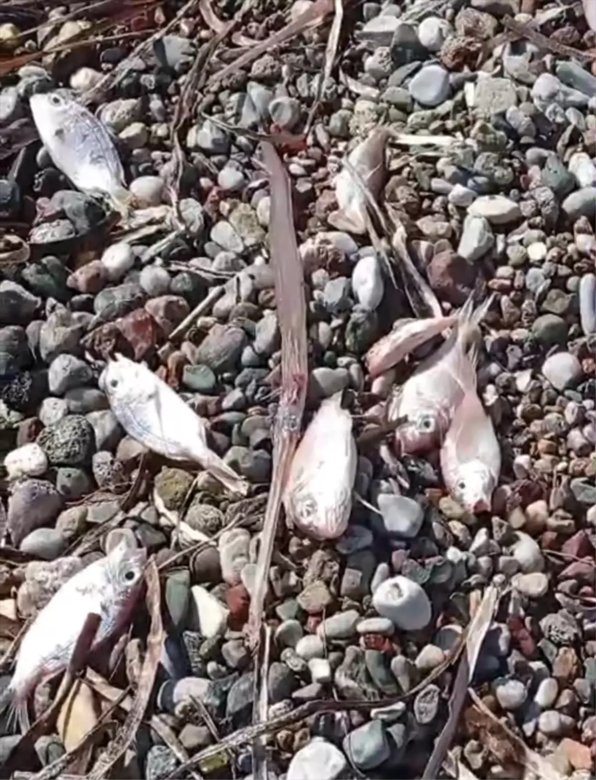 Datça\'da Ölü Balık İncelemesi