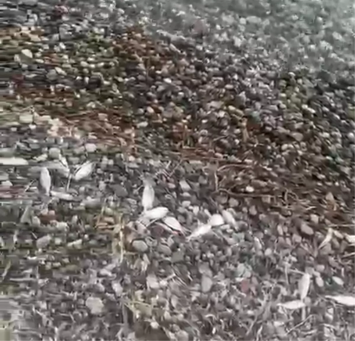 Datça\'da Ölü Balıklar Sahile Vurdu