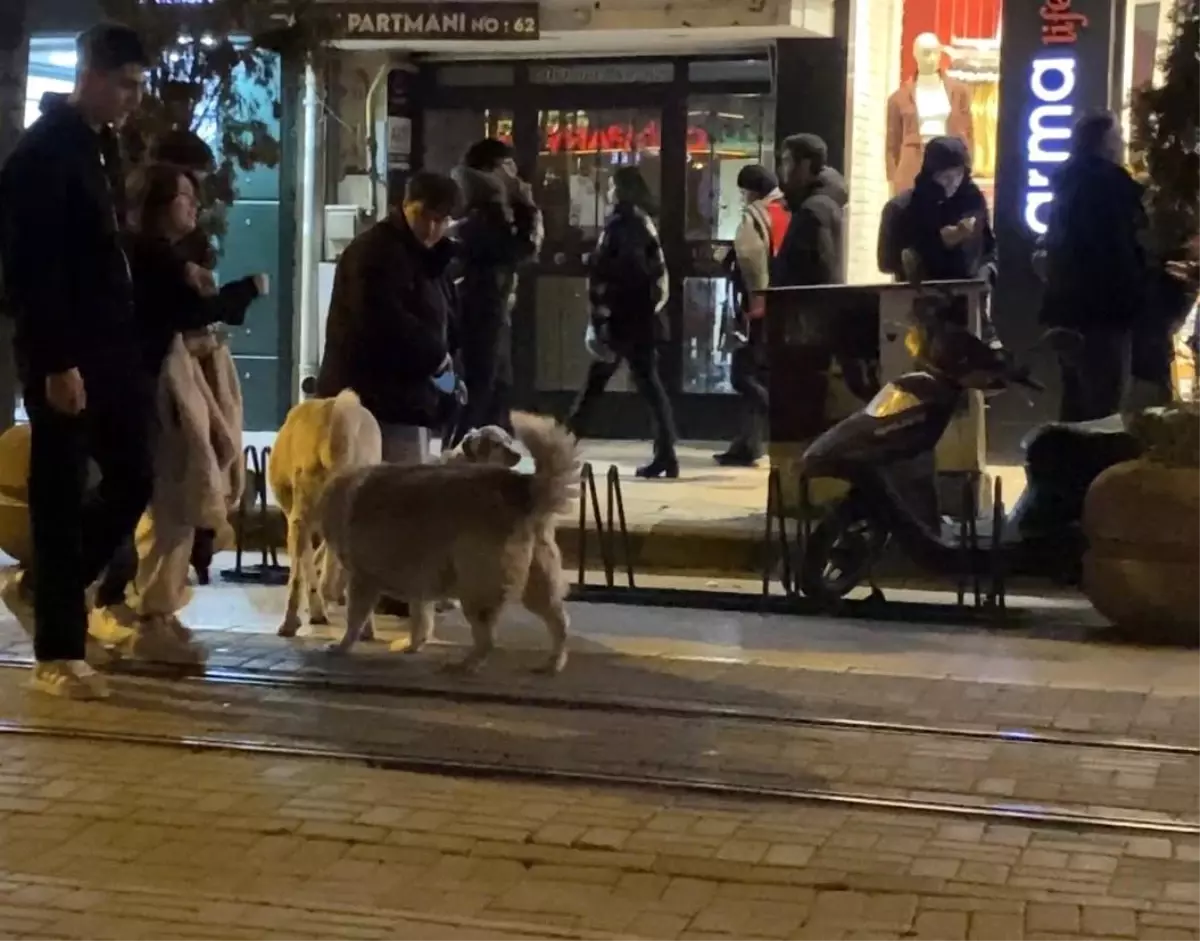 Eskişehir\'de Sokak Köpekleri Tedirginlik Yarattı