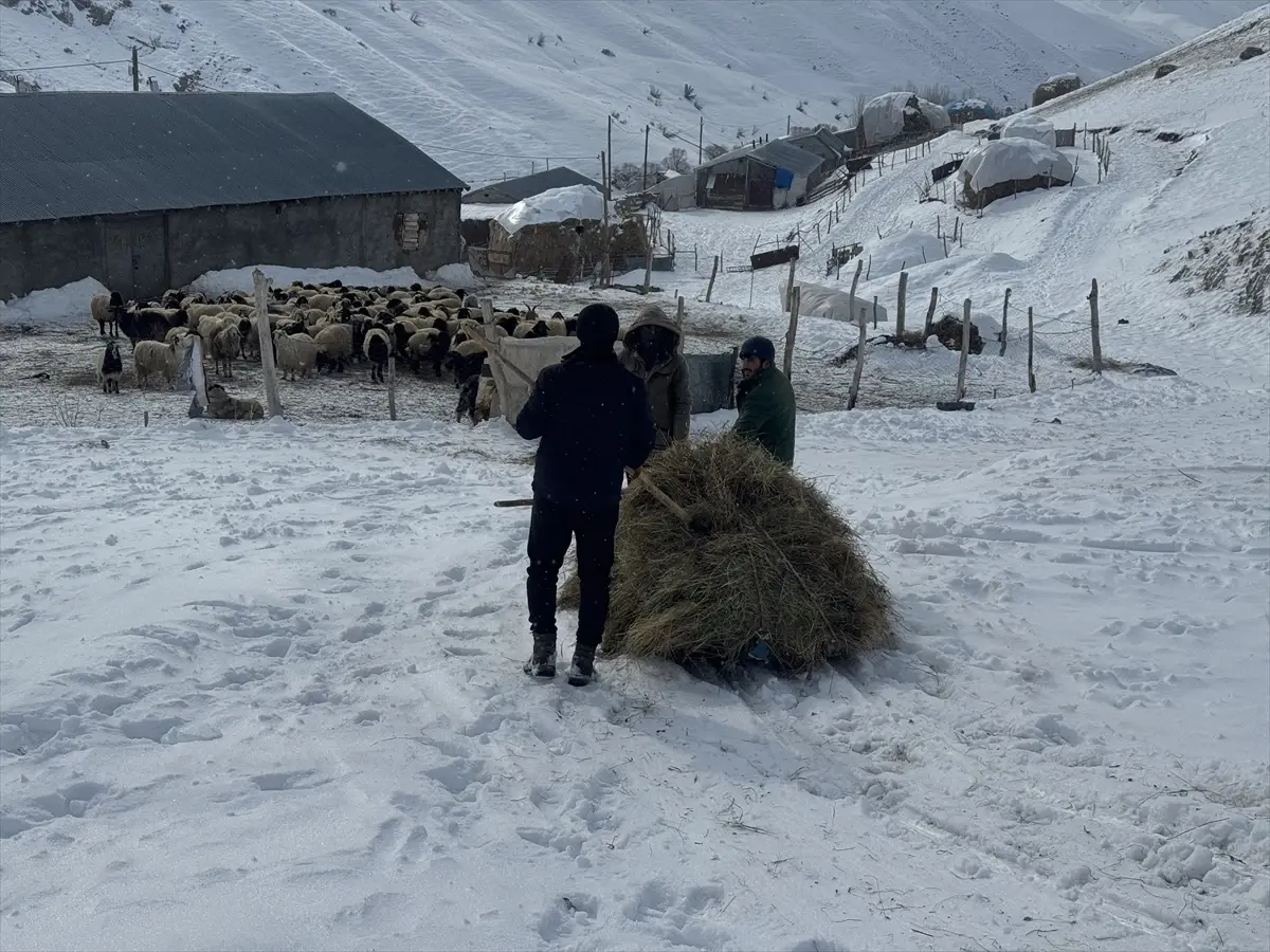 Yüksekova\'da Besiciler Kış Zorluklarıyla Mücadele Ediyor