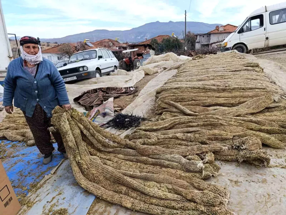 Selendi\'de Tütün Hasadı Tamamlandı