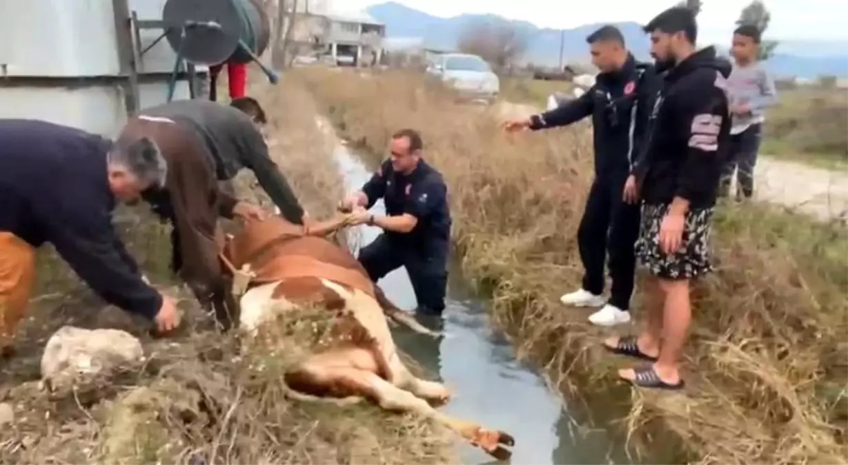 Antalya\'da İnek Kurtarma Operasyonu
