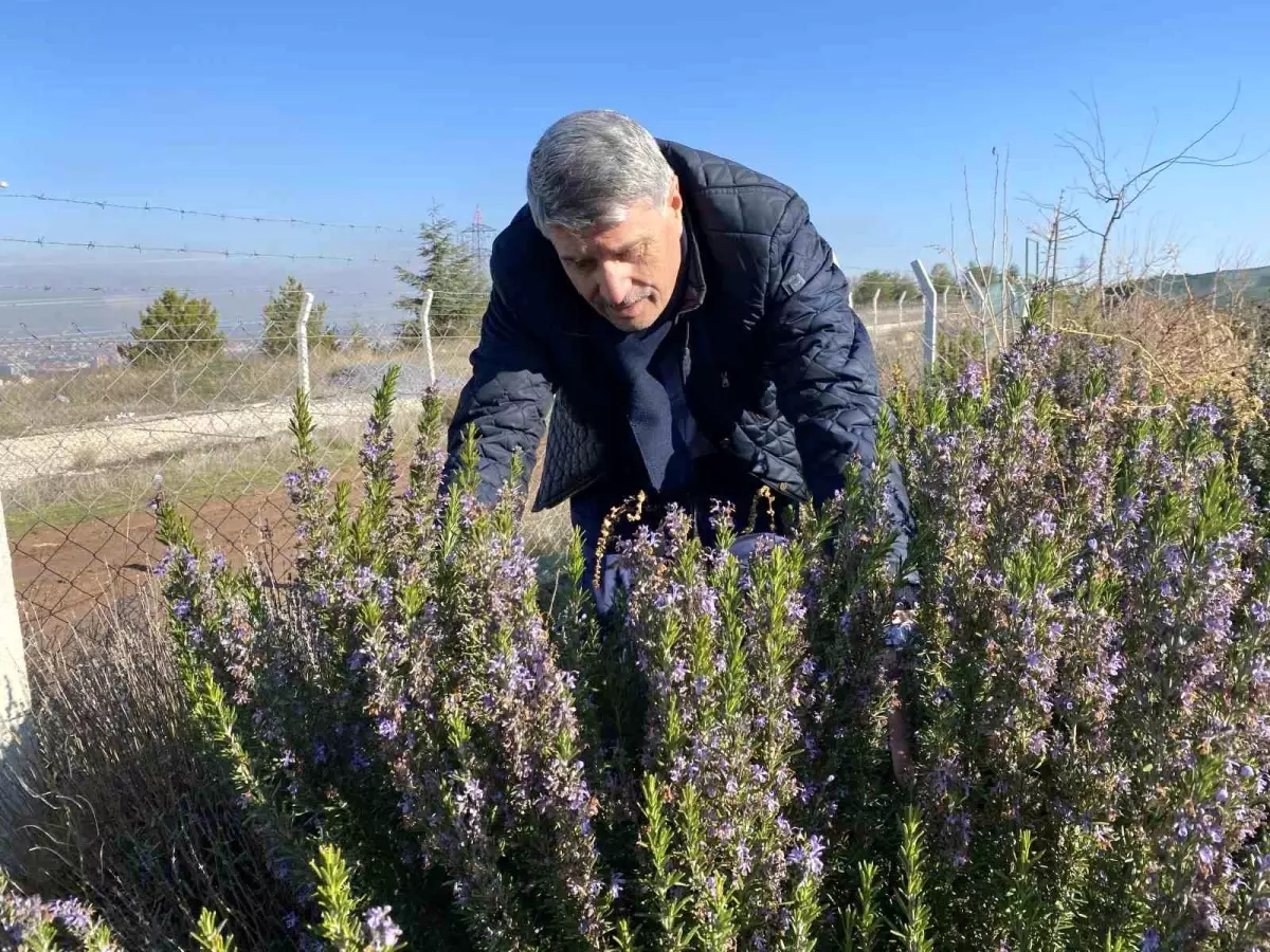 Eskişehir\'de Biberiye Üretimi Başladı