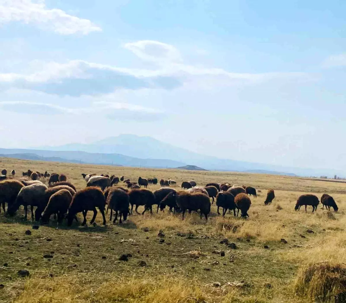 Patnos\'ta Kışın Merada Otlatma İmkanı